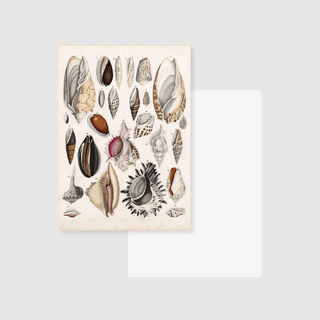 Vintage Seashells - Postcard-Postcards & Journal Cards-Stash World